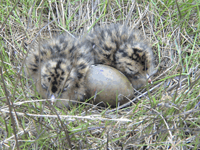 skua